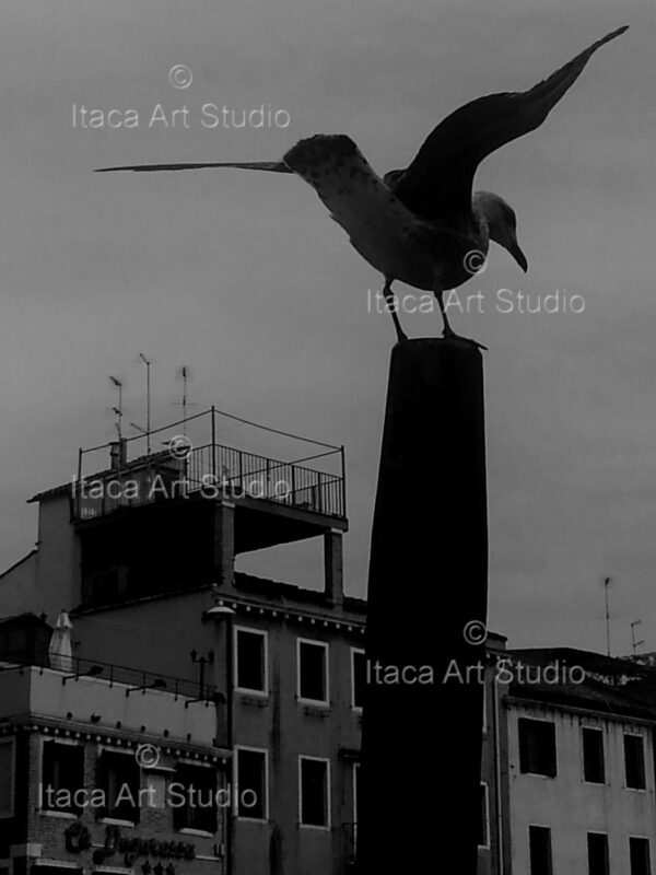 Venetian seagull